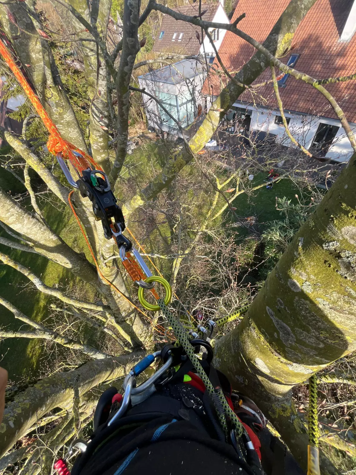Élagage d'arbres Avion